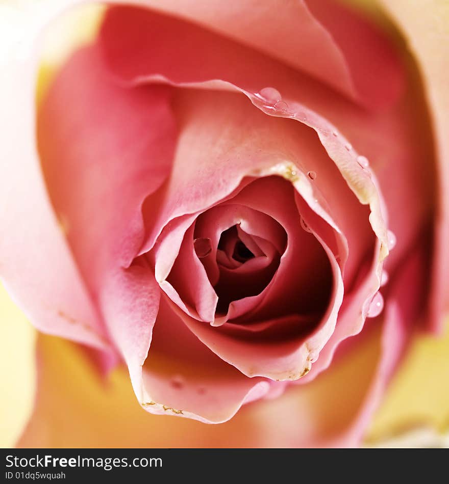 Pink rose with water drops close up