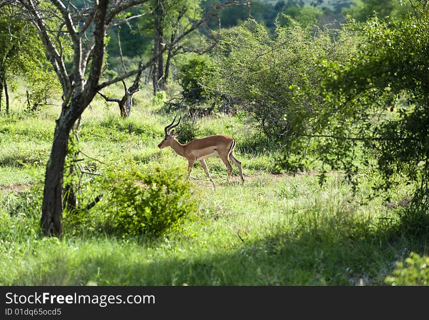 Young male impala in Kruger park