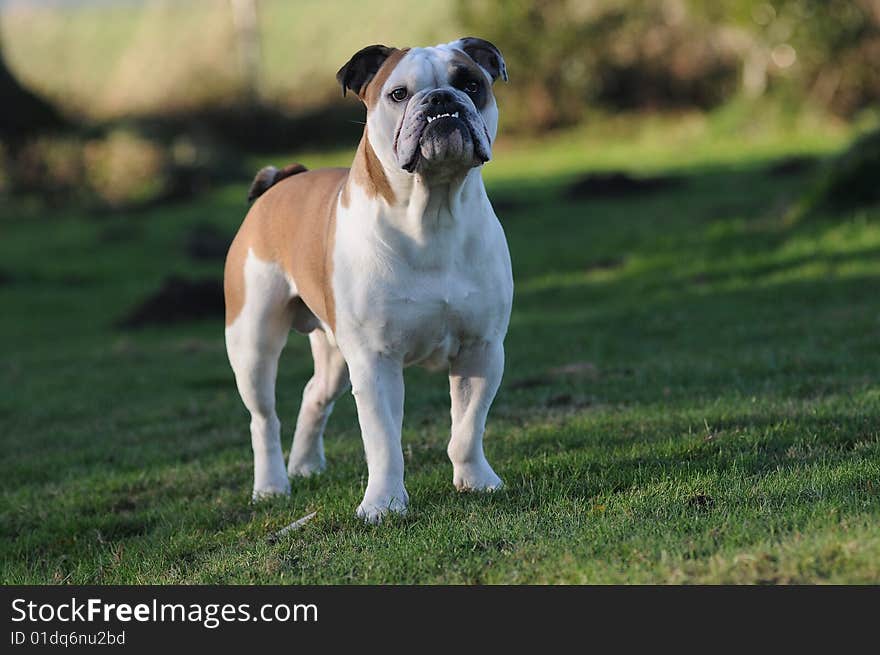 A Portrait of an english bulldog male