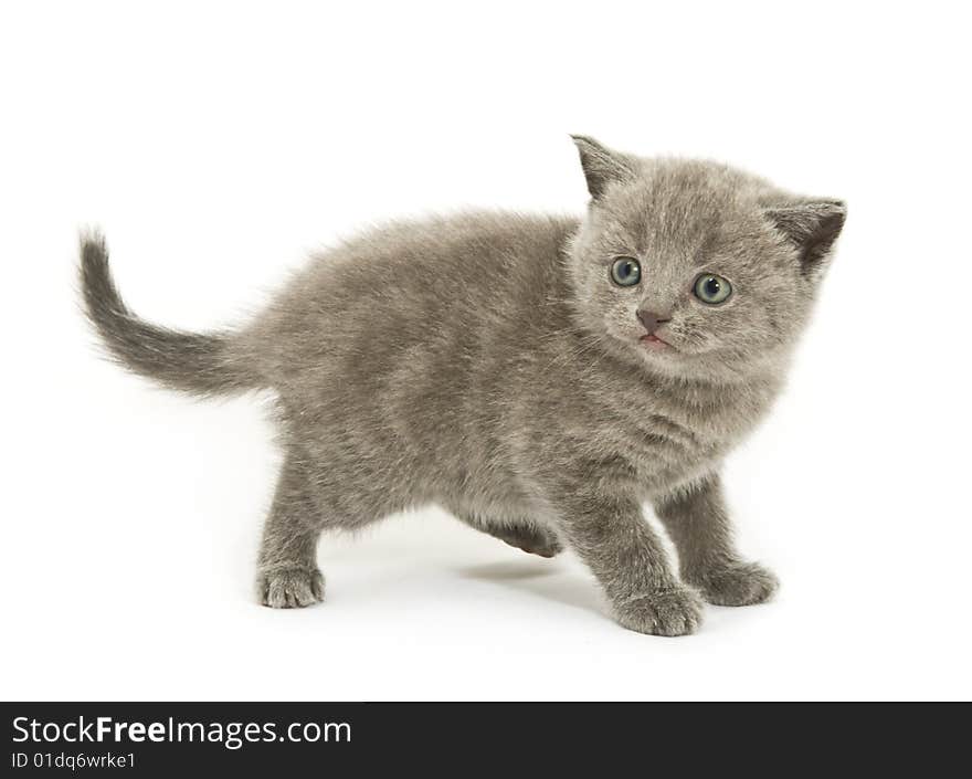 Small funny kitten. Isolated on white background. Small funny kitten. Isolated on white background