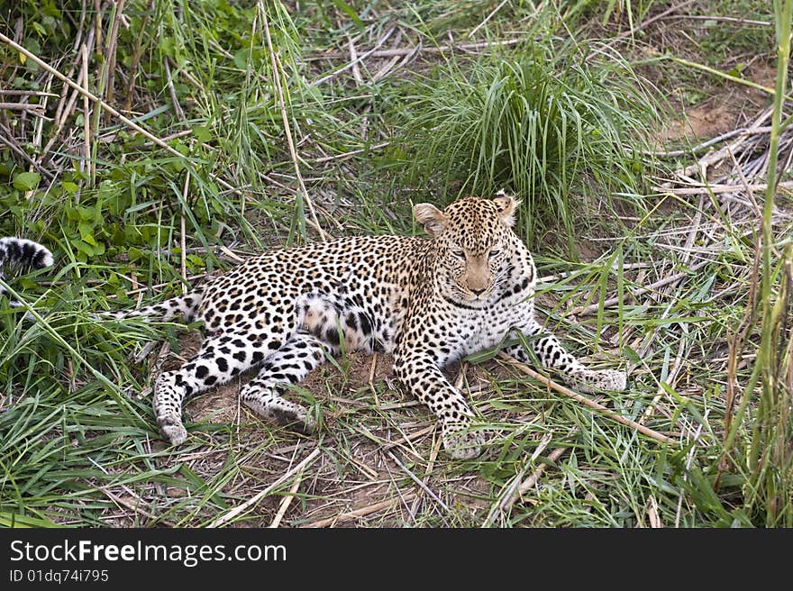 Leopard resting at Kruger national park.