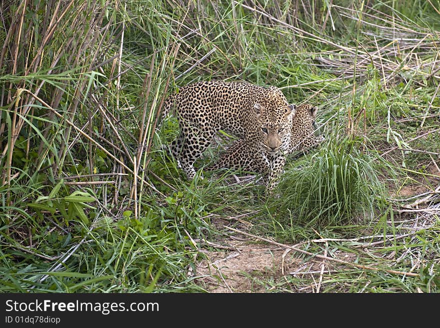 Leopard resting at Kruger national park.