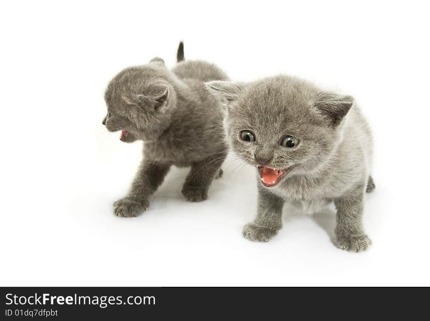 Two small funny kittens. Isolated on white background. Two small funny kittens. Isolated on white background