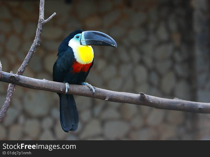 Toucan