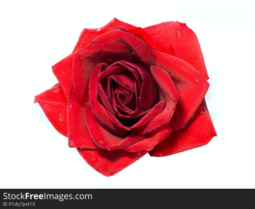 Red rose isolated on white background