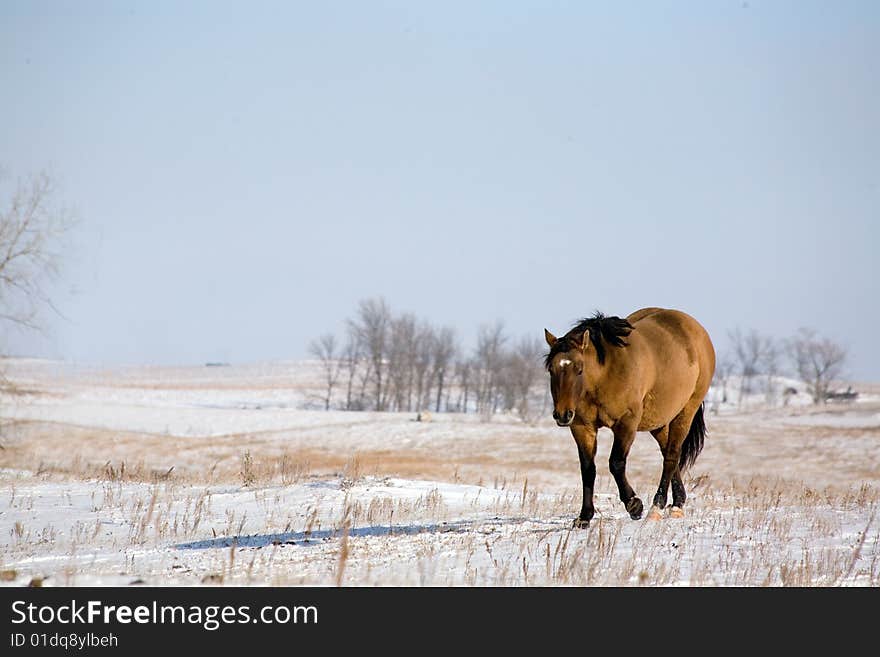 Quarter horse in winter