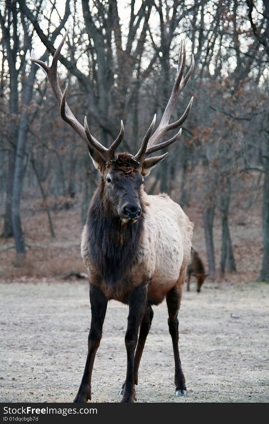 Bull elk