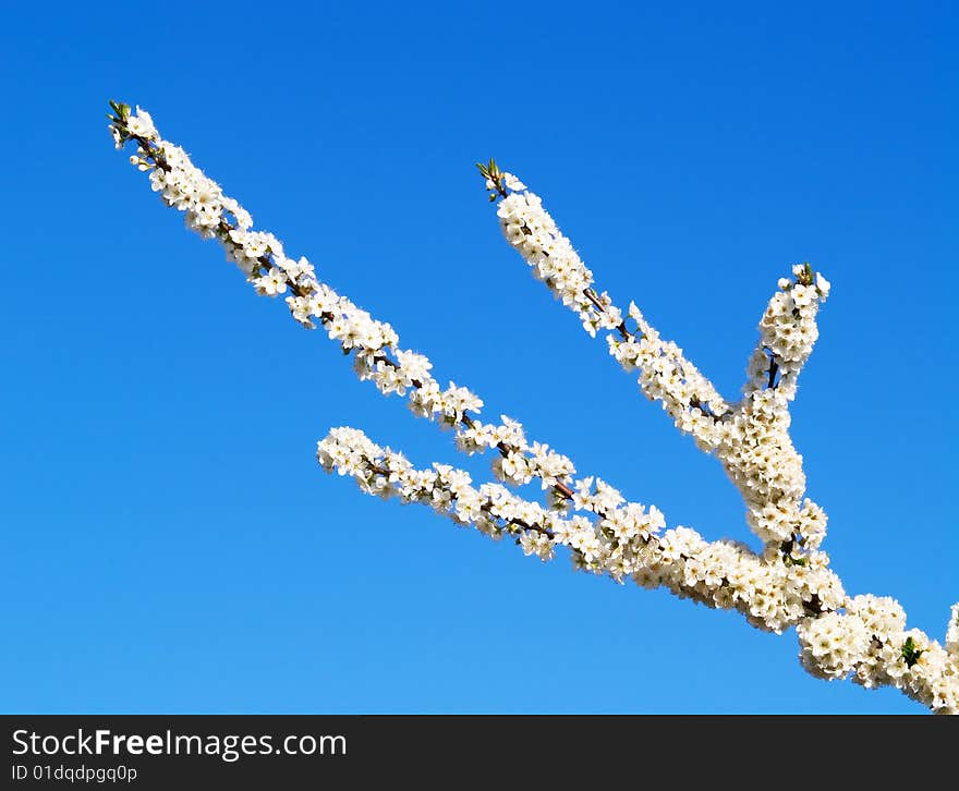 Cherry tree in blossom