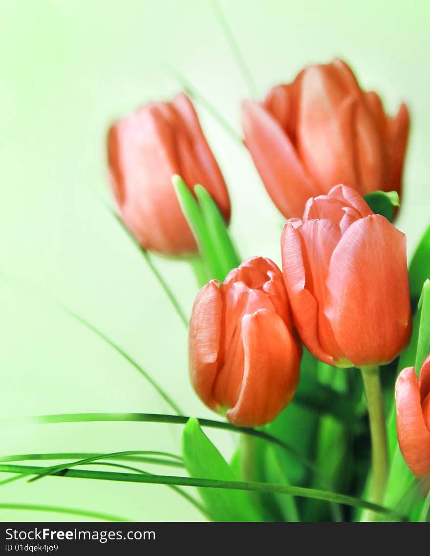 Nice pink tulips in close up isolated