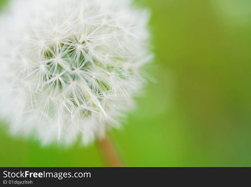 White Dandelion Close-up