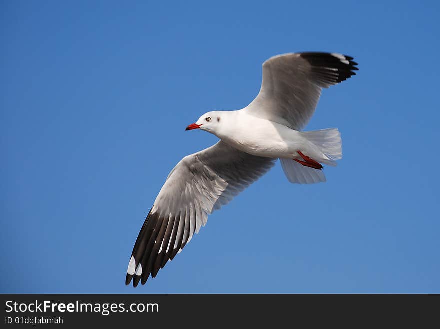 Beautiful   white seagull