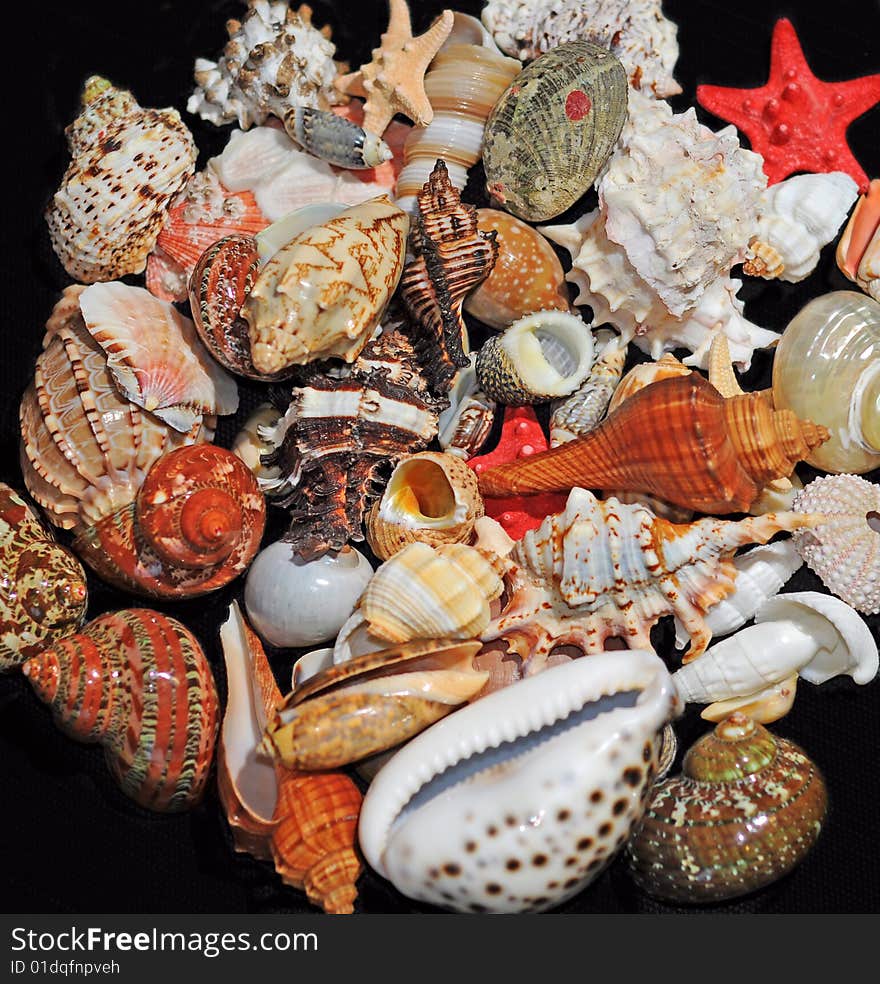 A beautiful alluvial of different seashells. A beautiful alluvial of different seashells