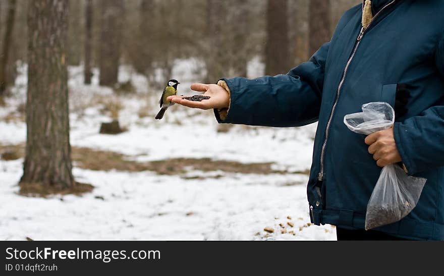 Man feed a bird in forest. Man feed a bird in forest