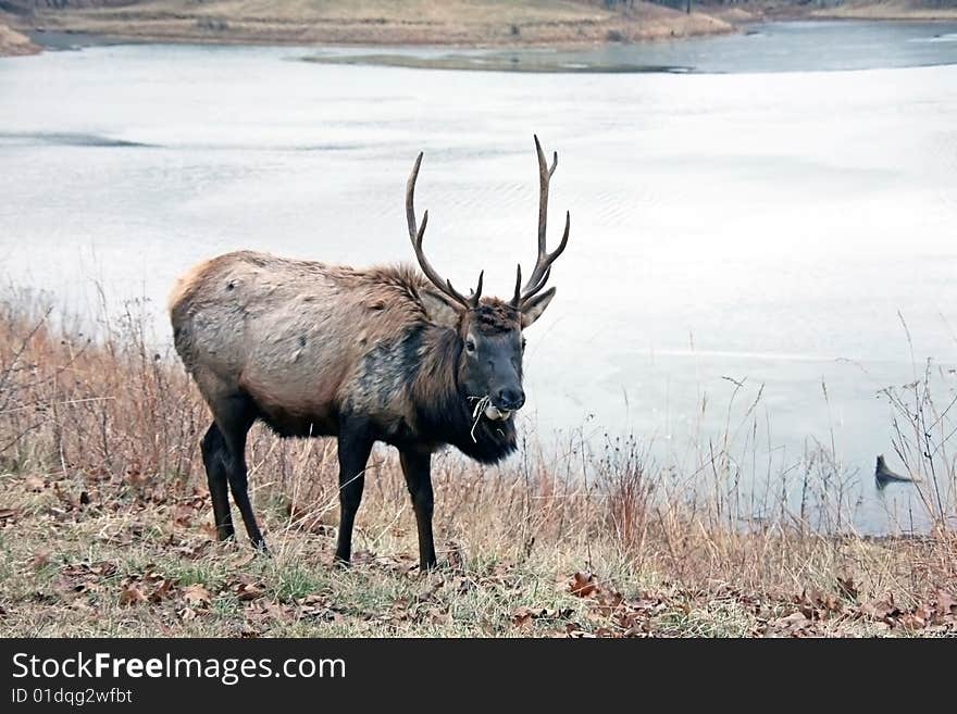 Bull elk