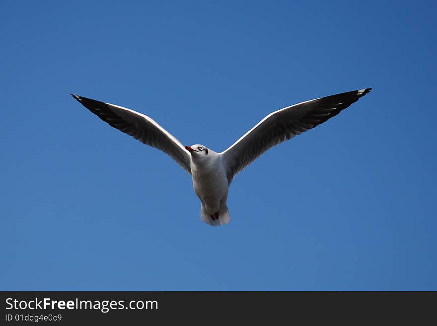 Beautiful   white seagull