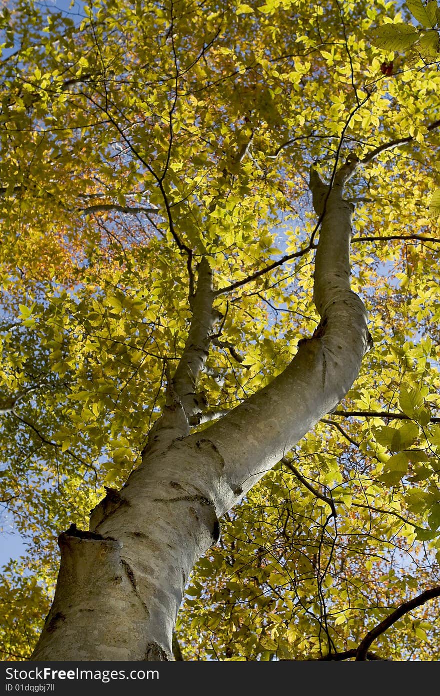 Colorful autumn tree with bright yellow and orange leaves.