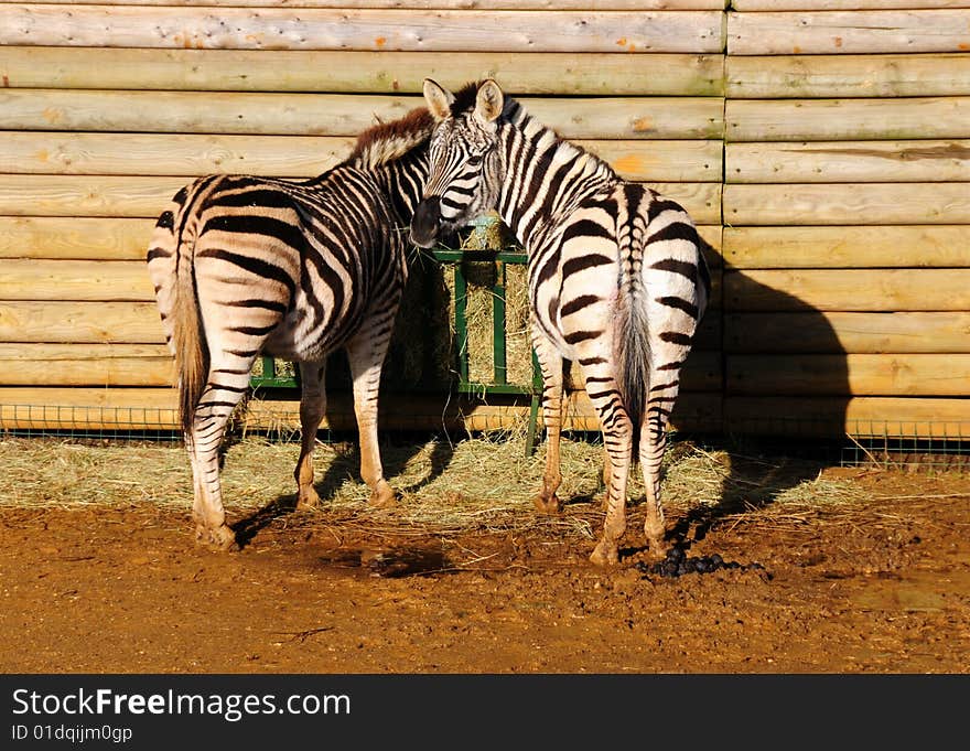 Zebras eating