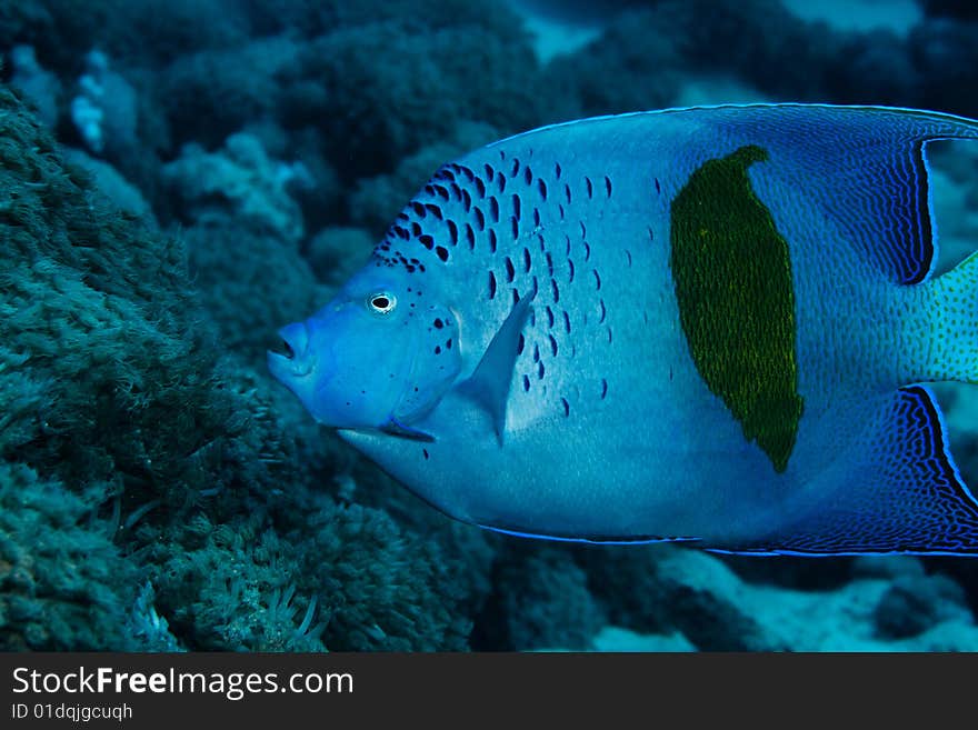 Yellowbar Angelfish