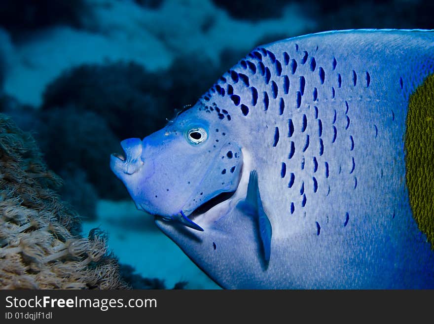 Yellowbar Angelfish