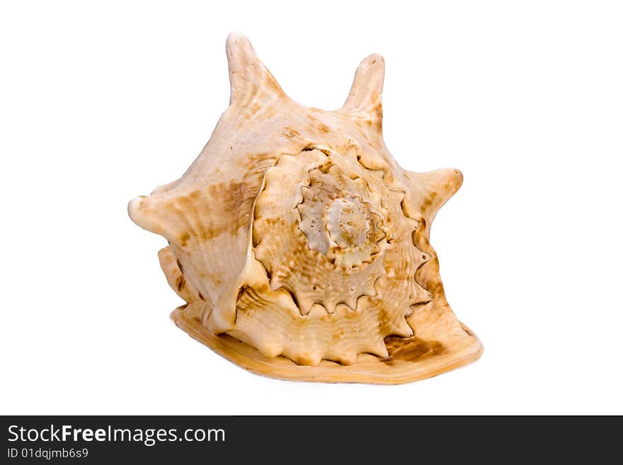 Seashell from Red Sea isolated