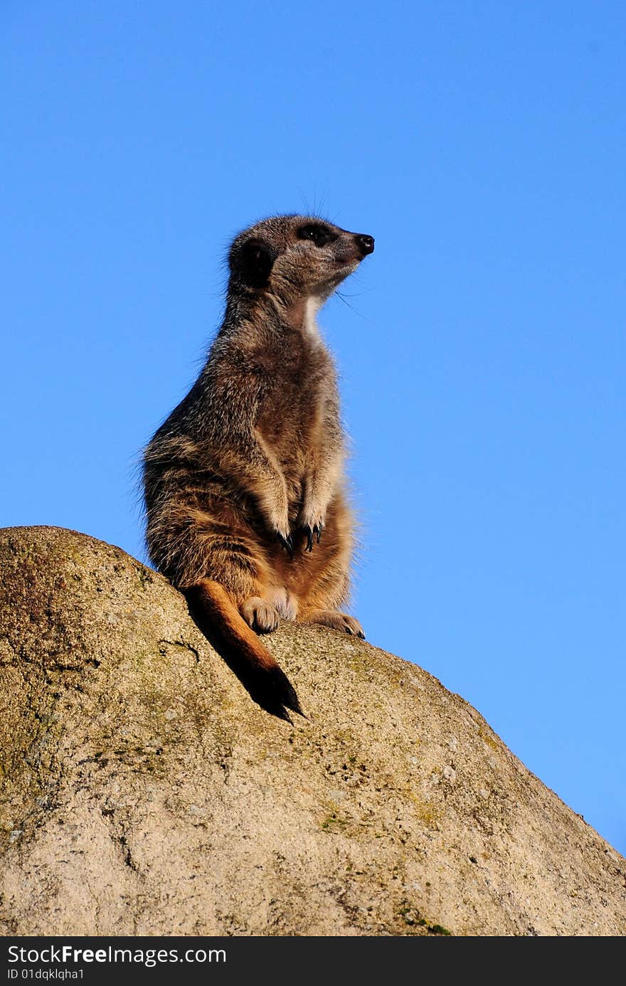 Shot of a meerkat on top of a hill