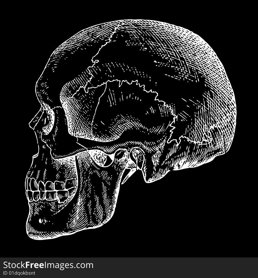 Grunge vector skulls. Size and color can be changed.