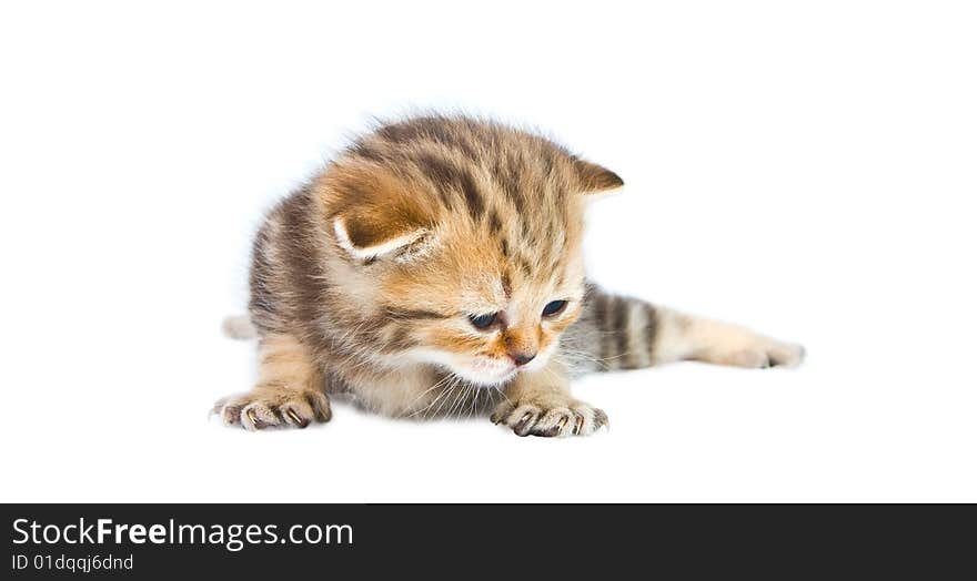 Kitten Lays Down On A White Background