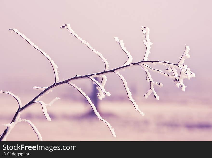 Frozen branch