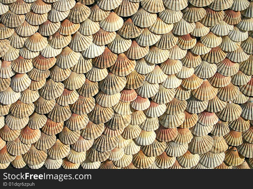 A background picture of scallop shells hanging on a surface. A background picture of scallop shells hanging on a surface