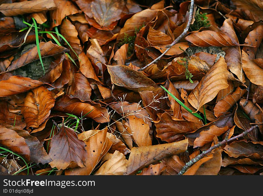 Fallen leaves