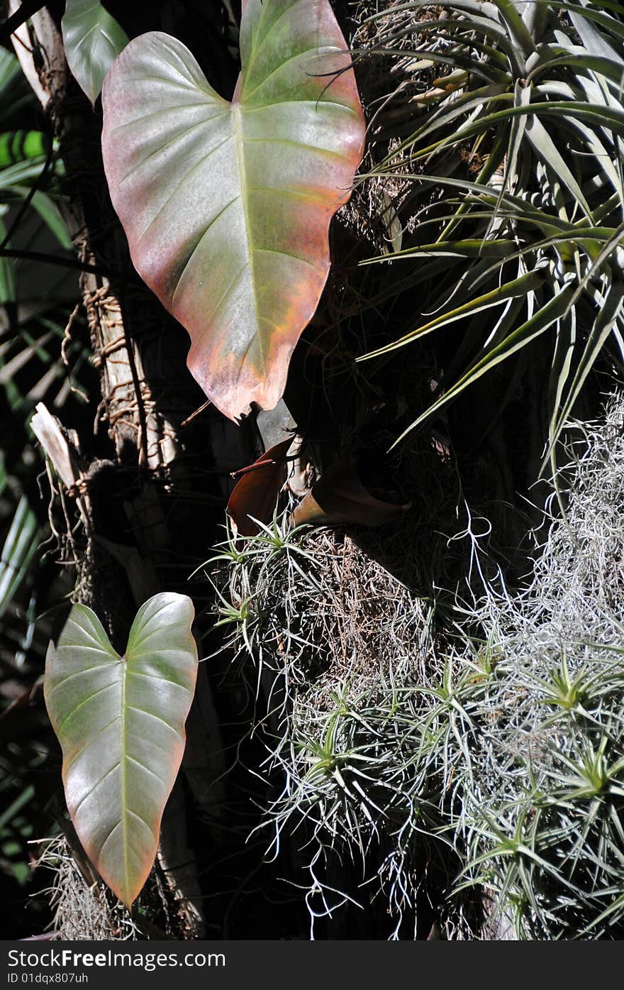 Arrowhead plant growing in a full sun in a jungle