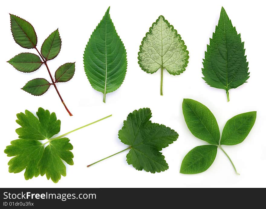 Leaves sellection isolated on white. Leaves sellection isolated on white