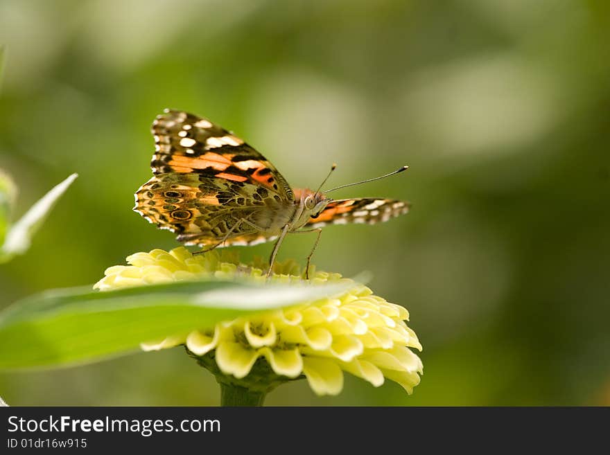 Macro photograph of a monarch butterfly resting on a yellow flower. Macro photograph of a monarch butterfly resting on a yellow flower