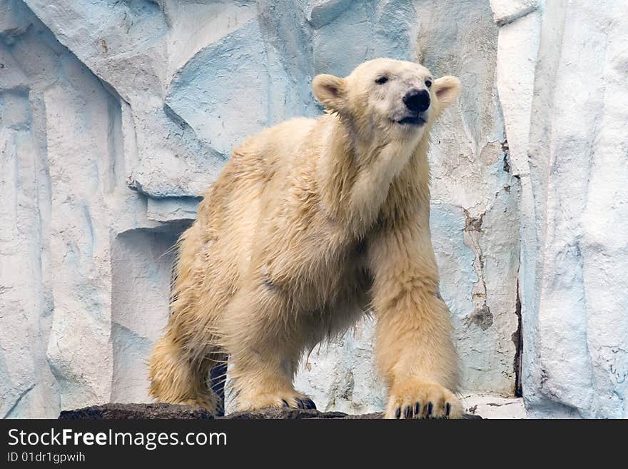 Polar bear animal, antarctic, arctic. Polar bear animal, antarctic, arctic