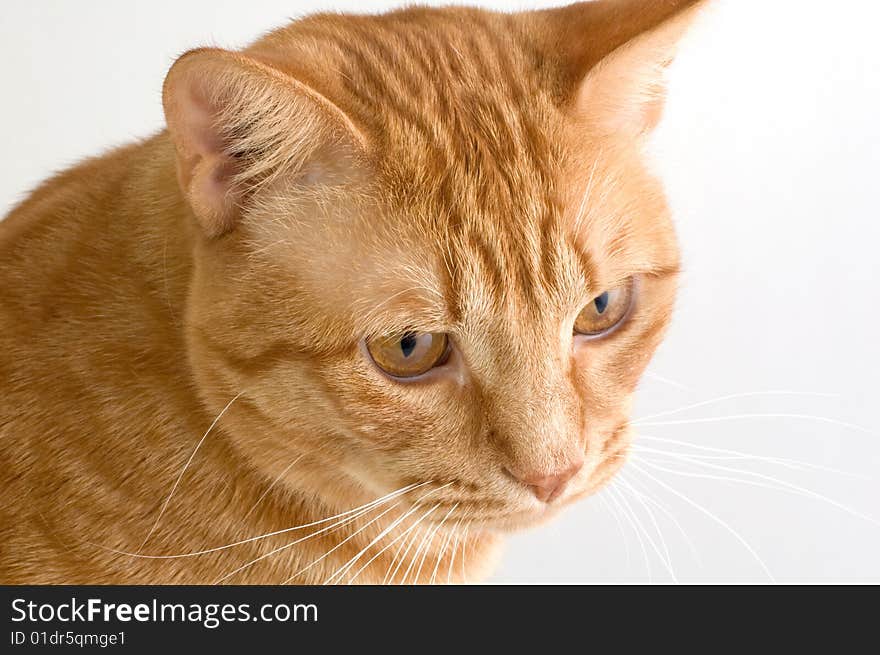 Handsome orange tabby cat shot against a neutral background.