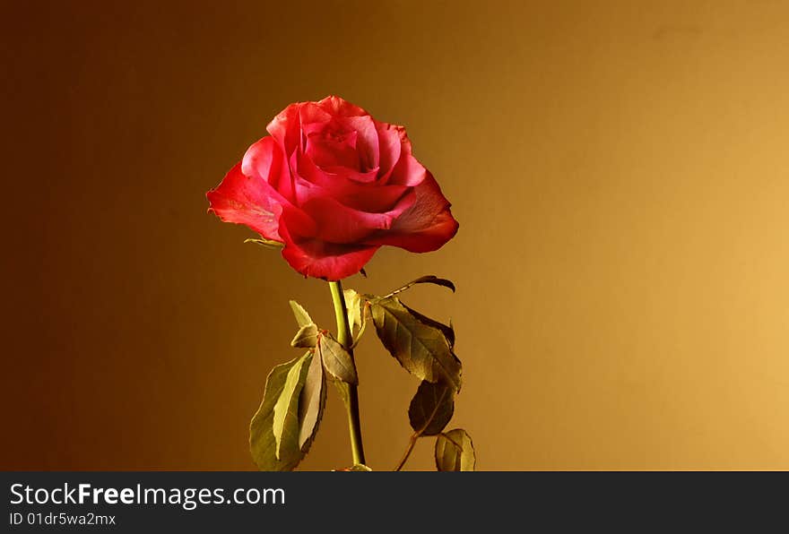 A red rose in a warm light