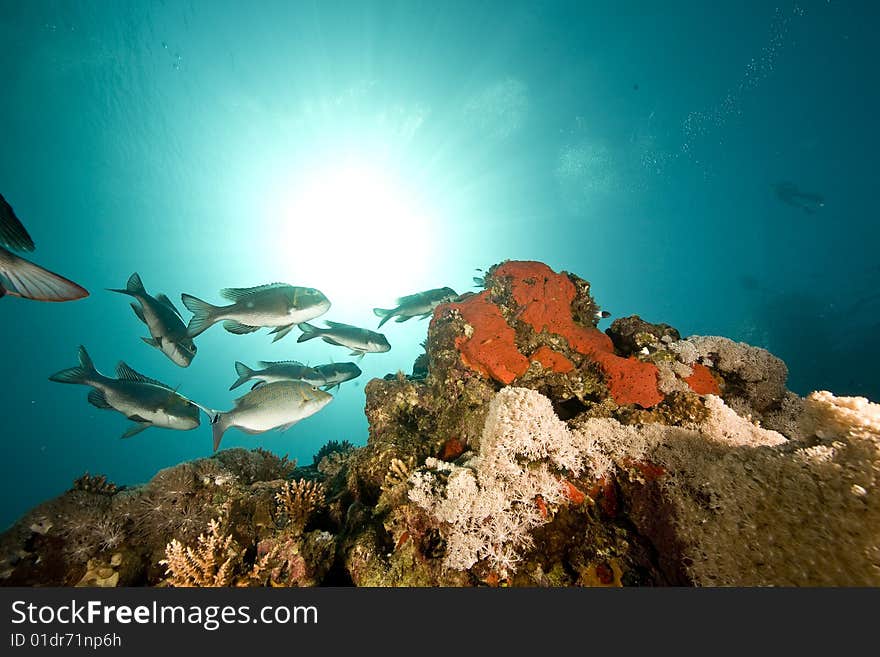 Ocean, coral and fish taken in the red sea.