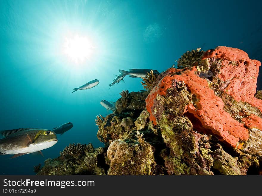 Ocean, coral and fish taken in the red sea.