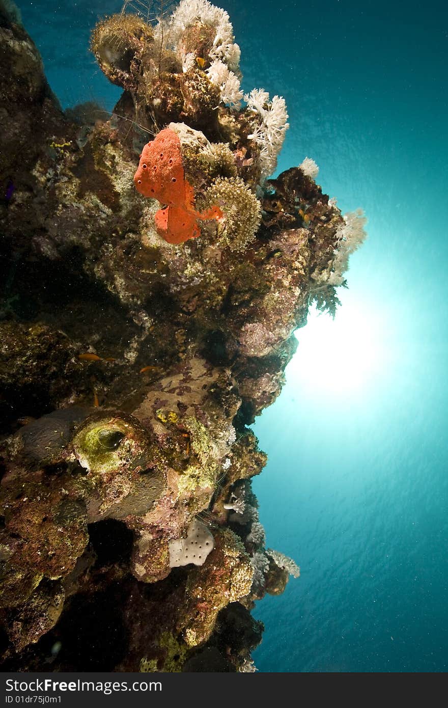 Coral, sun and ocean taken in the red sea.