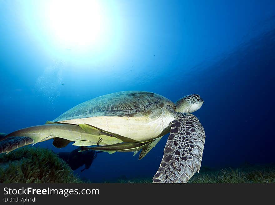 Female green turtle (chelonia mydas) and remora taken in the red sea.