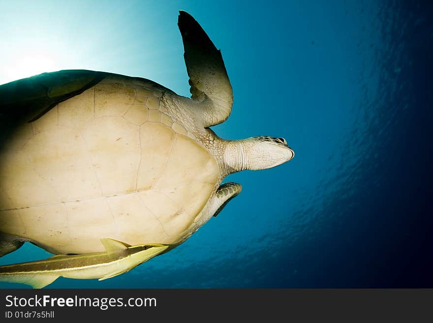 Female green turtle (chelonia mydas) and remora taken in the red sea.