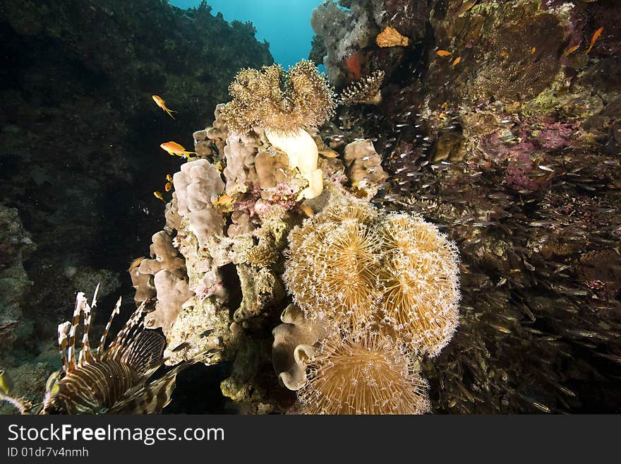 Coral and fish taken in the red sea.