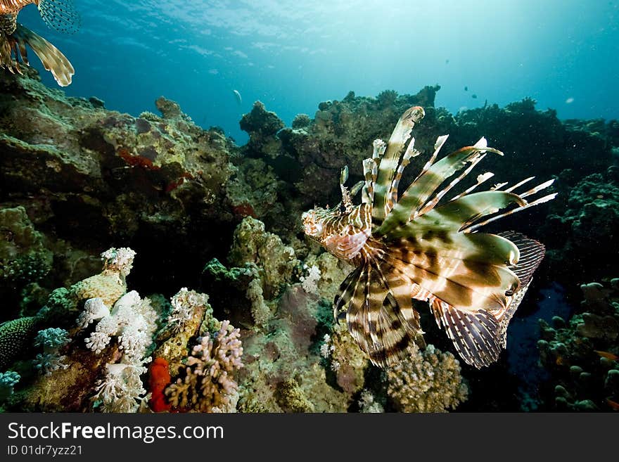 Common lionfish (pterois miles) taken in the red sea.