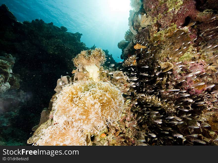 Coral and fish taken in the red sea.