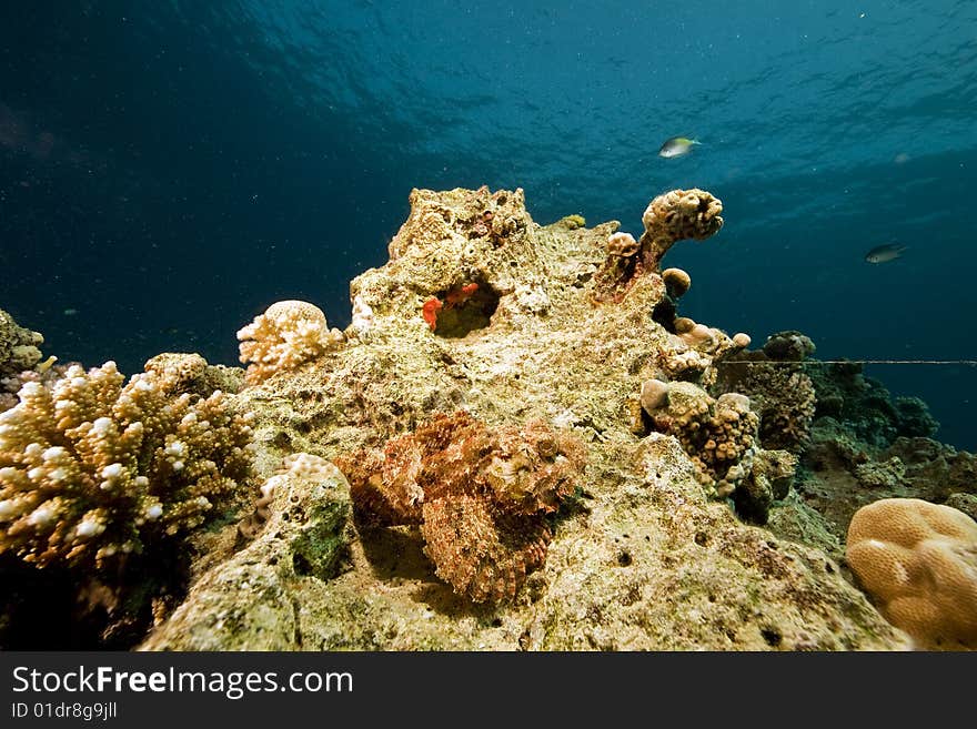 Bearded scorpionfish