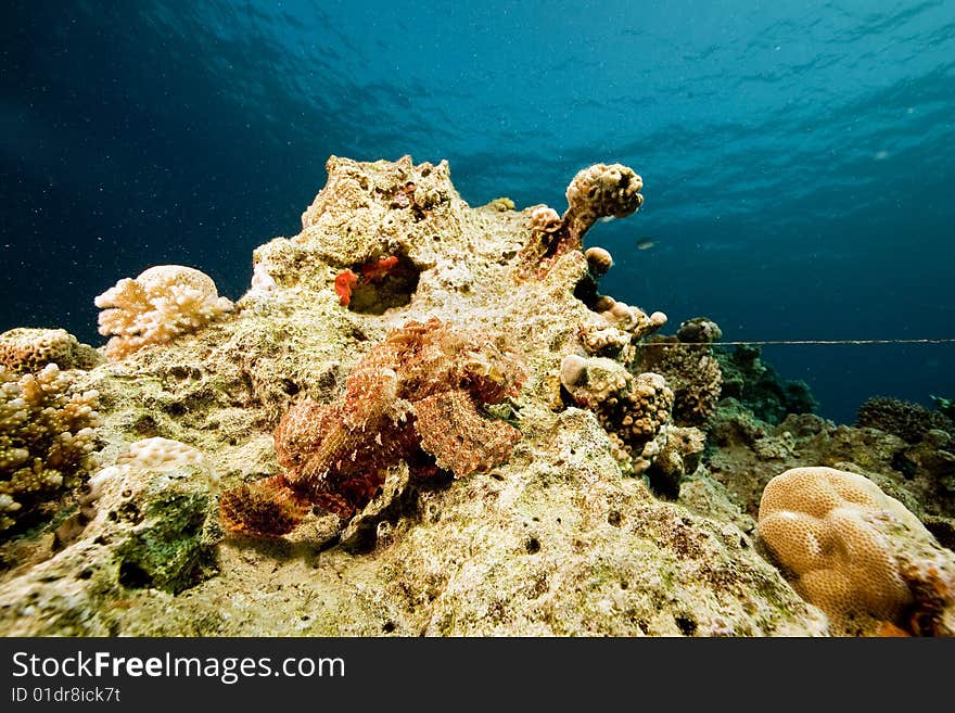 Bearded scorpionfish (scorpaenopsis barbatus) taken in the red sea.