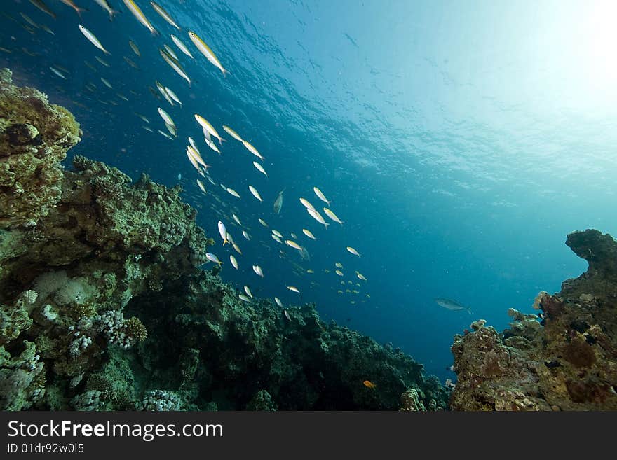 Coral and fish taken in the red sea.