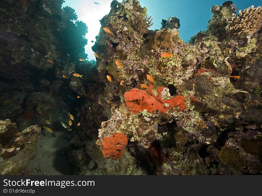 Coral and fish taken in the red sea.