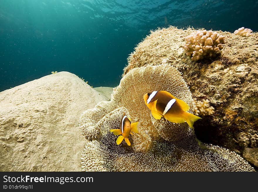 Red sea anemonefish (Amphipiron bicinctus) in a haddon's anemone