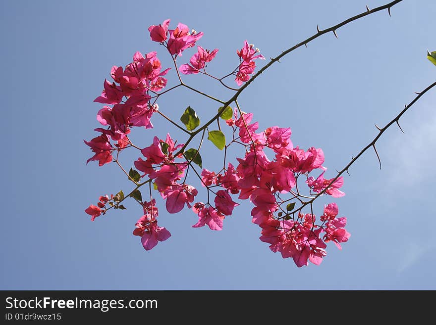 Pink bougainvillea on the blue sky